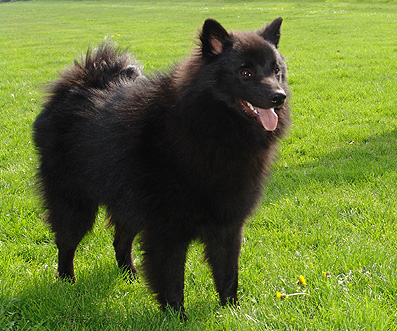 Les Spitz Allemands Foto04