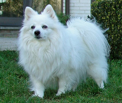 Les Spitz Allemands Foto05bis
