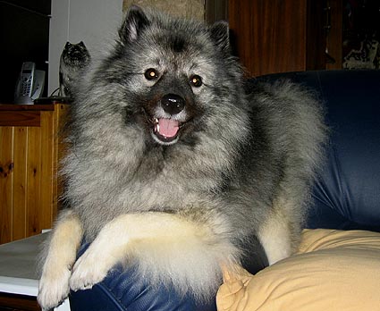 Donske
