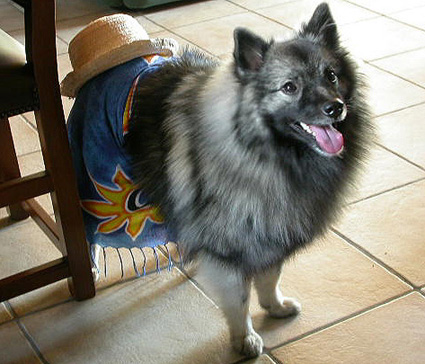 Daisy van't kezenhoeveke