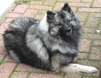 Daisy van't kezenhoeveke