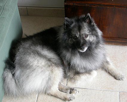 Daisy van't kezenhoeveke