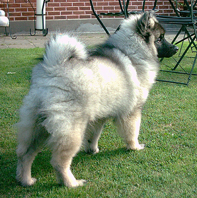 Darby van't kezenhoeveke