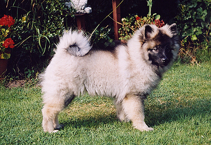 Darby van't kezenhoeveke