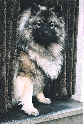 Darby van't kezenhoeveke