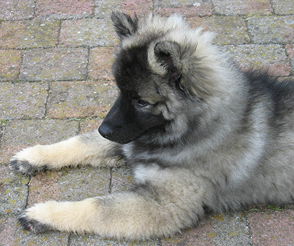 Doby van't kezenhoeveke