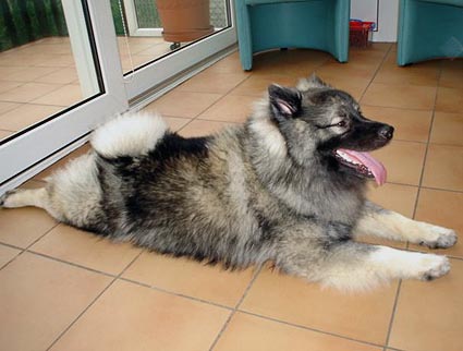 Doby van't kezenhoeveke