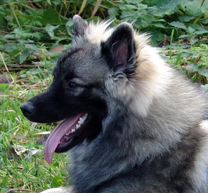 Doby van't kezenhoeveke