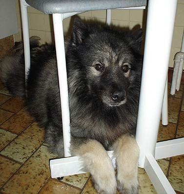 Doby van't kezenhoeveke