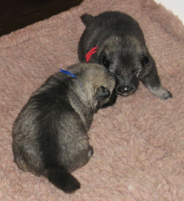 Lexy & Aaike