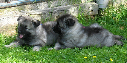 Lexy & Aaike