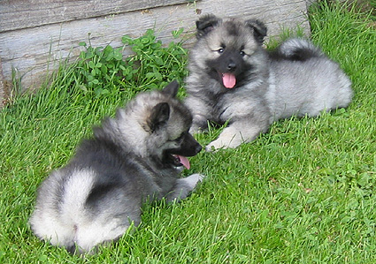 Lexy & Aaike