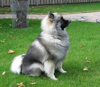 Dash van't kezenhoeveke
