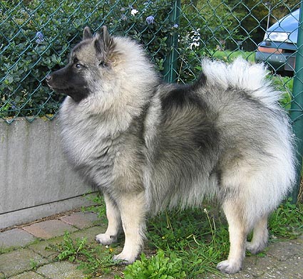 Dodo van't kezenhoeveke