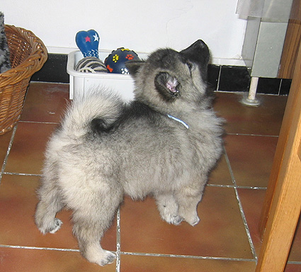 Dolly van't kezenhoeveke