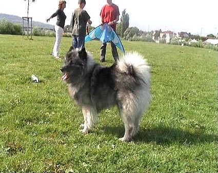 Dolly van't kezenhoeveke
