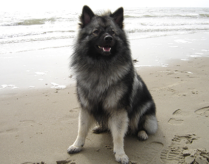 Enzo van't kezenhoeveke