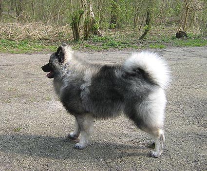 falco van't kezenhoeveke