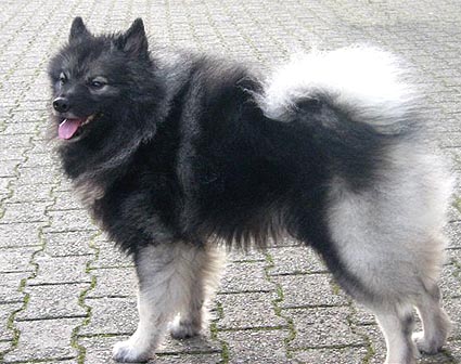 falco van't kezenhoeveke