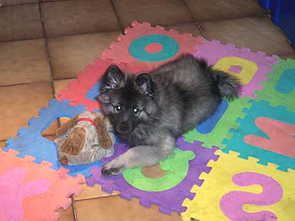floyd van't kezenhoeveke