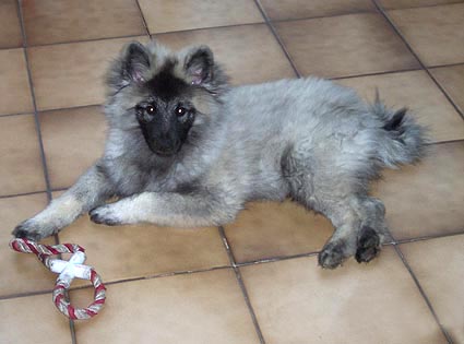 floyd van't kezenhoeveke