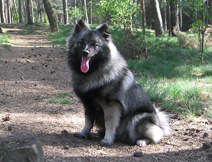 frankie van't kezenhoeveke