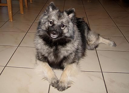 frankie van't kezenhoeveke