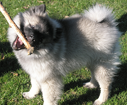 Greeske van't Kezenhoeveke
