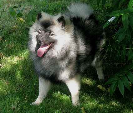 Greeske van't Kezenhoeveke