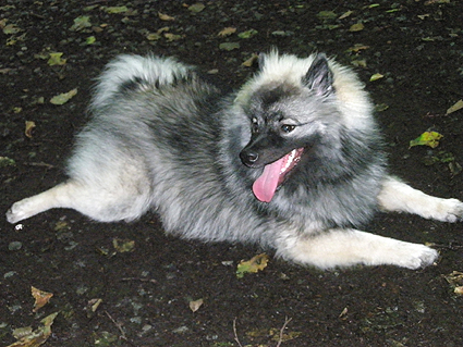 Greeske van't Kezenhoeveke