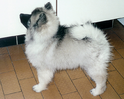 Grishka van't Kezenhoeveke
