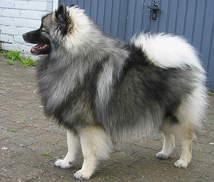 Grishka van't Kezenhoeveke