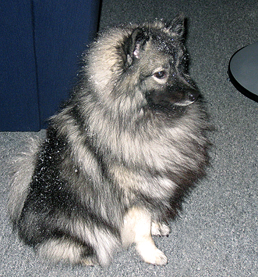 Grishka van't Kezenhoeveke