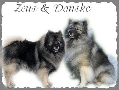 Zeus & Donske