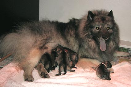 puppies