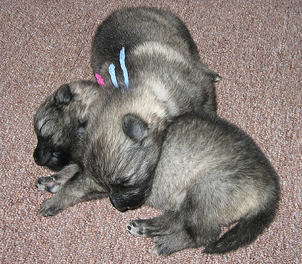 donske & patrick