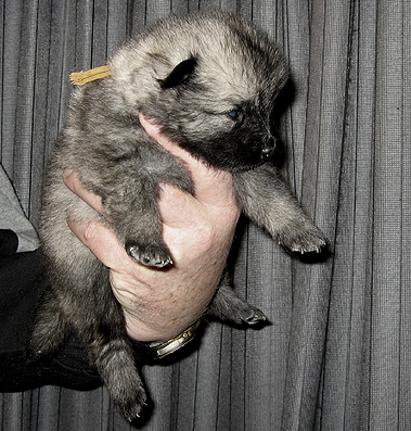 donske & patrick