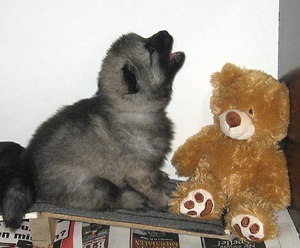 donske & patrick