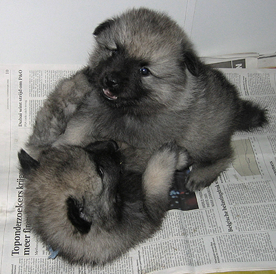 donske & patrick