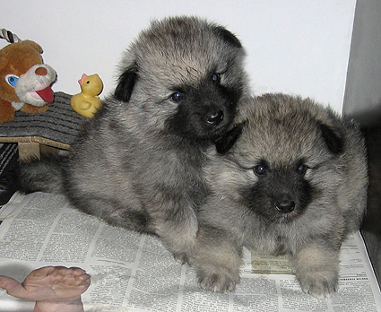 donske & patrick