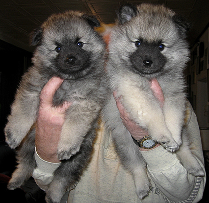 donske & Patrick