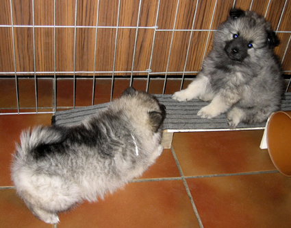 donske & Patrick
