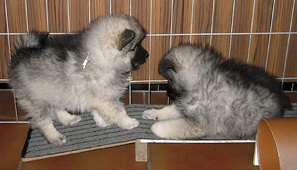 donske & Patrick
