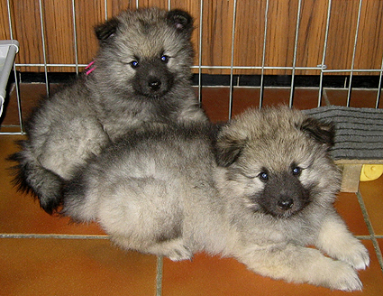 donske & Patrick
