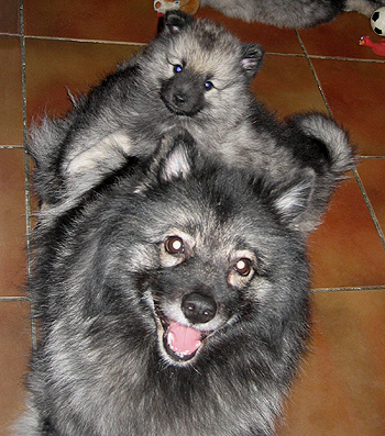 patrick & donske
