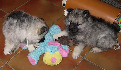 patrick & donske