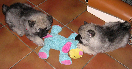 patrick & donske