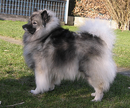 Donske
