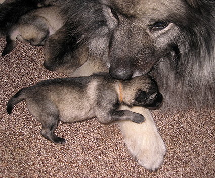 Major&Donske