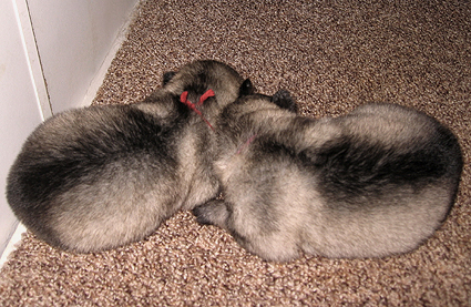 Major&Donske